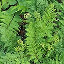 Athyrium filix-femina Vernoniae