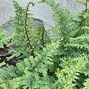 Athyrium iseanum (wietlica iseańska)
