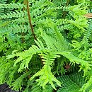 Dryopteris affinis agg. Furcans