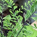 Adiantum pedatum Laciniatum