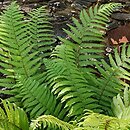 Dryopteris crassirhizoma (narecznica grubokłączowa)