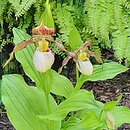 Cypripedium reginae (obuwik królowej)