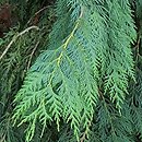 Callitropsis nootkatensis (cyprysik nutkajski)