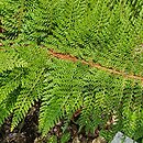 Polystichum setiferum Seestern