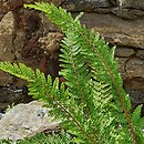 Polystichum setiferum Gabeljürgl