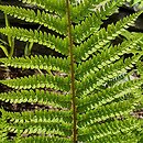 Polystichum setiferum Dahlem