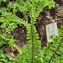 Dryopteris affinis agg. Cristata Angustata