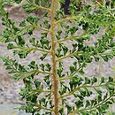 Polystichum setiferum Cristato-pinnulum