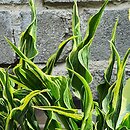 Hosta Hands Up