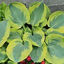Hosta Sara's Sensation