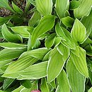 Hosta Mentor Gold
