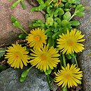 Delosperma lineare (delosperma wąskolistna)