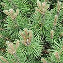 Pinus mugo Humpy