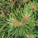 Pinus uncinata Grüne Welle