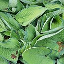 Hosta Delia