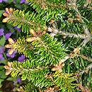 Abies nordmanniana Barabit's Compact