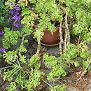 Pelargonium carnosum
