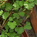 Pelargonium graveolens (pelargonia olejkowa)