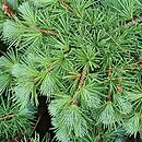 Larix kaempferi Peve Tunnis
