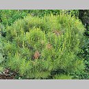 Pinus densiflora Alice Verkade