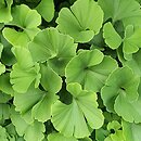 Ginkgo biloba Troll
