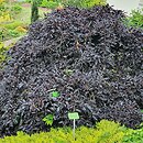Fagus sylvatica s.str. Rohan Weeping