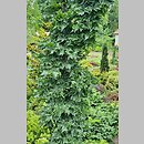 Acer platanoides Marit