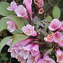 Weigela florida Nana Purpurea
