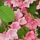 Weigela Milk and Honey