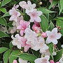 Weigela Suzanne