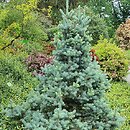 Picea pungens Tomek