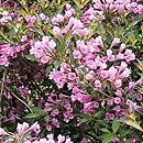 Weigela Grethe