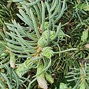 Abies concolor Ostrov nad Ohri