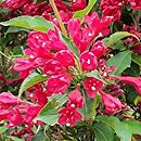 Weigela Red Prince