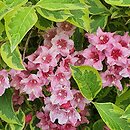 Weigela Looymansii
