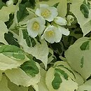 Philadelphus coronarius Variegatus