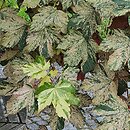 Acer pseudoplatanus Eskimo Sunset