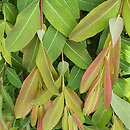 Salix integra Pendula