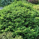 Picea omorika Nana