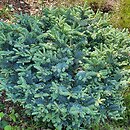 Abies procera Procumbens