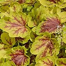 ×Heucherella Solar Eclipse