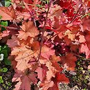 Heuchera Cranberry