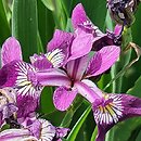 Iris versicolor Kermesina