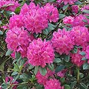 Rhododendron hort. Pearce's American Beauty