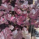 Heuchera Midnight Rose