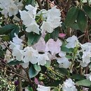 Rhododendron hort. Mrs Charles E. Pearson