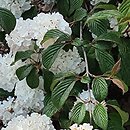 Viburnum plicatum Mary Milton