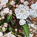 Kalmia latifolia Utopia