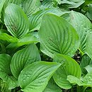 Hosta Royal Standard