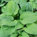 Hosta Guacamole